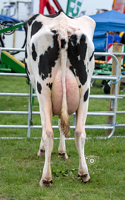 B&Ragrishow_DS-002